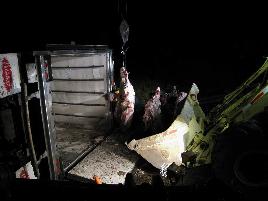 rt_80_beef_rollover_2008___16_.jpg